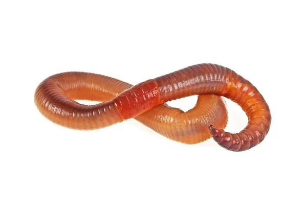 Earth worm izolovaných na bílém pozadí — Stock fotografie