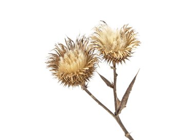 Beyaz bir arka plan üzerinde kurutulmuş süt Thistle bitki. Viski thistle, 