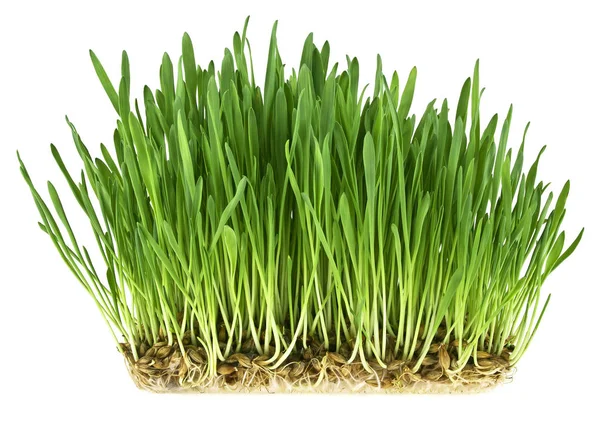 Green grass germination from wheat grains with roots. Image on a — Stock Photo, Image