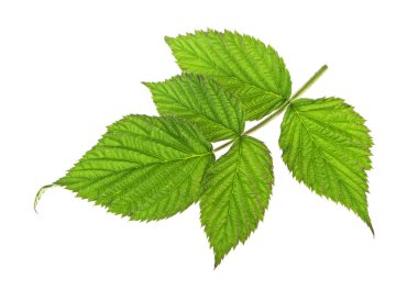 Ahududu meyve yaprak closeup beyaz arka plan üzerinde izole