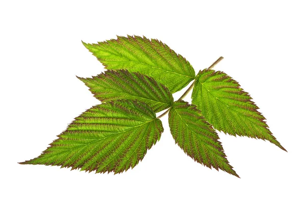 Leaf hallon isolerad på en vit bakgrund — Stockfoto