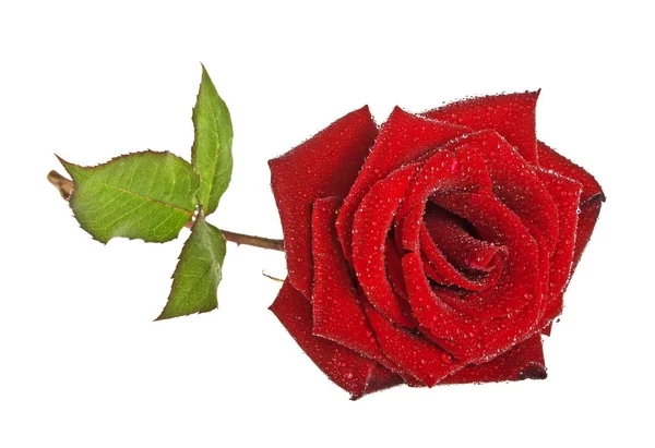 Красива червона троянда з краплями на білому тлі — стокове фото