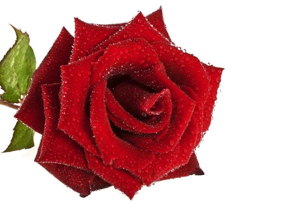 Hermosa rosa roja con gotas sobre un fondo blanco — Foto de Stock