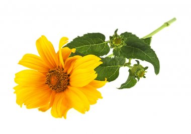 beyaz zemin üzerine sarı Kasımpatı çiçeği