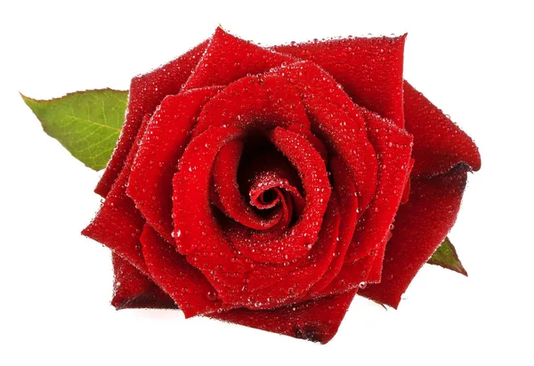 Hermosa rosa roja con gotas sobre un fondo blanco — Foto de Stock