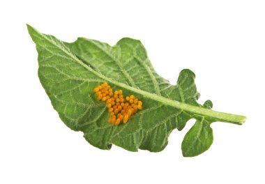 Sarı yumurta bir Colorado beetle patates yaprak üzerinde yakın çekim. WHI
