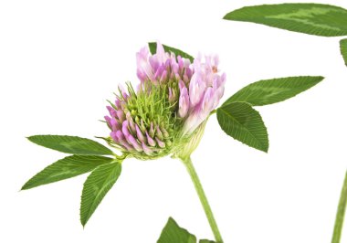 Beyaz arka plan üzerinde izole tek yonca çiçek