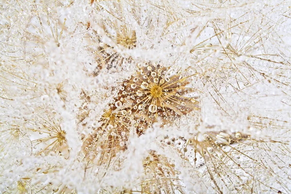 Geïsoleerde paardebloem met dauw als achtergrond. Close-up van Dauwdruppel o — Stockfoto