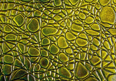 Timsah derisi doku arkaplanı