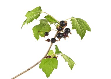 Siyah frenk üzümü çilek. Yaprak ile Siyah frenk üzümü meyve dalı 