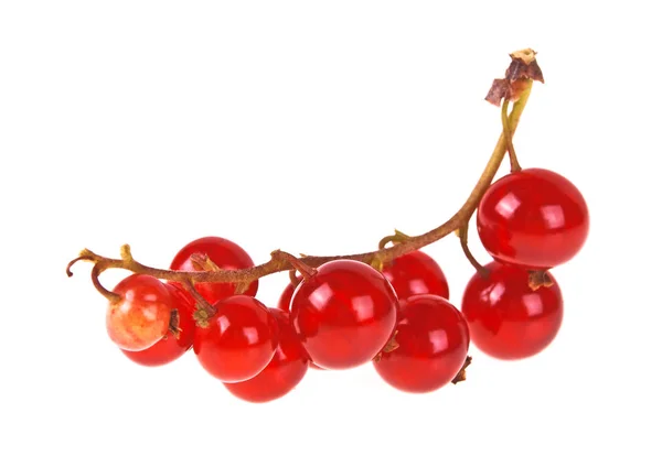 Beyaz arkaplanda kırmızı frenk üzümü izole edildi — Stok fotoğraf