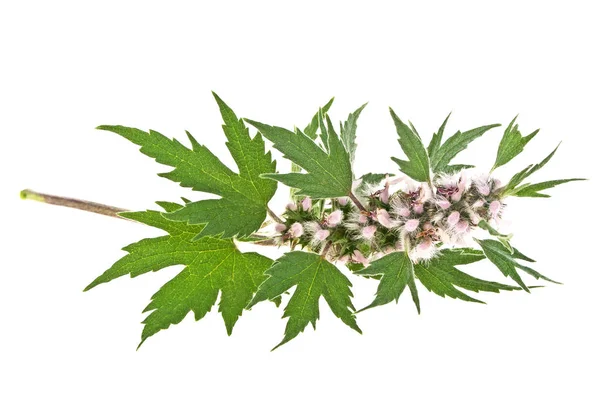 Beyaz arka planda çiçek açan Leonurus kardiyakası ya da anne otu