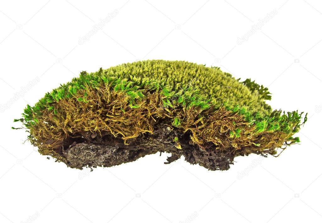 Green moss on a white background, close up
