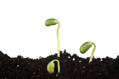 Young sprouts of soy in soil humus clipart