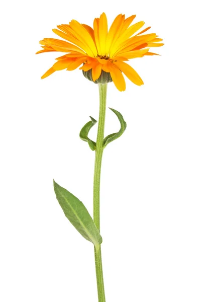 Fiore di calendula, Calendula. Fiori con foglie isolate su whit — Foto Stock