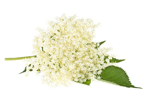 Elderberry flower with leaves on a white background