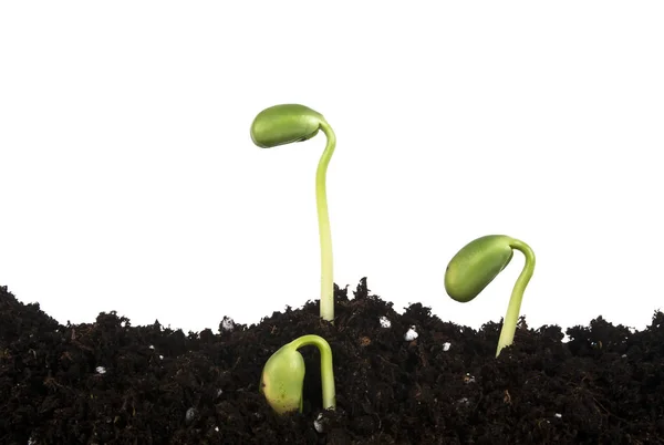 Young sprouts of soy in soil humus — Stock Photo, Image