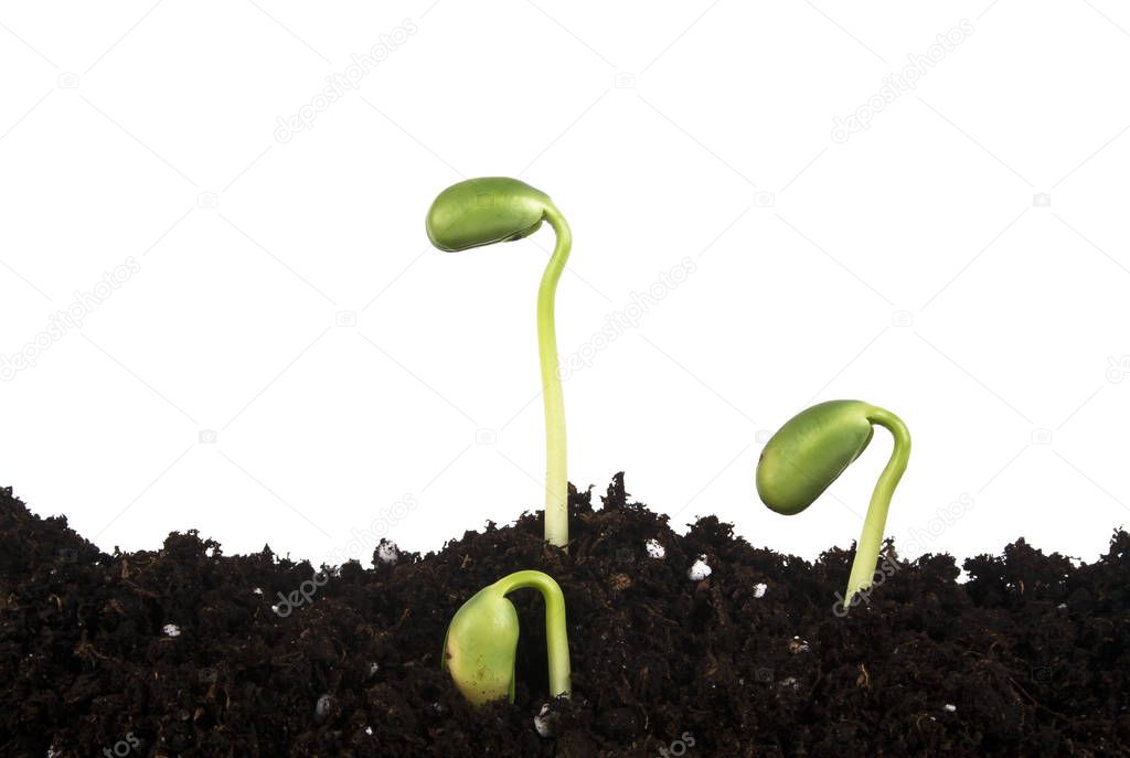 Young sprouts of soy in soil humus