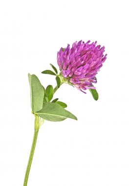 Yonca veya trefoil çiçek şifalı otlar üzerinde beyaz bir bac izole