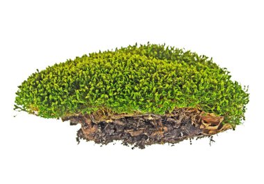 beyaz zemin üzerine yeşil yosun