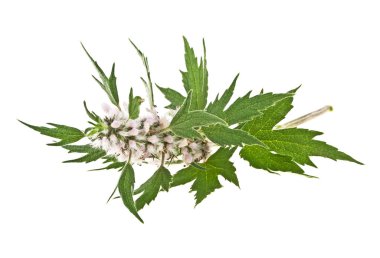 Blooming Leonurus cardiaca or motherwort on a white background clipart