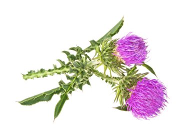 Beyaz bir arka plan üzerinde izole süt thistle çiçek