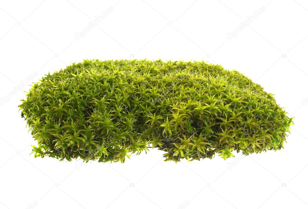 Moss isolated on a white background