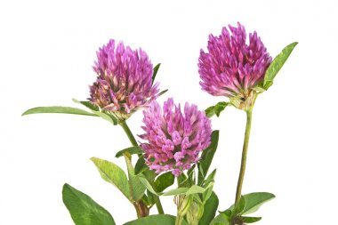 Yonca veya trefoil şifalı otlar üzerinde beyaz bir ba izole çiçekler