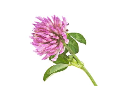 Yonca çiçekleri beyaz arkaplanda izole edilmiş