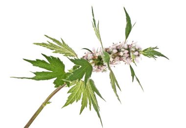 Blooming Leonurus cardiaca or motherwort on a white background clipart