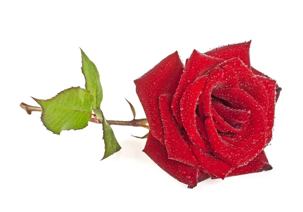 Rosa roja con rocío temprano aislado sobre un fondo blanco — Foto de Stock