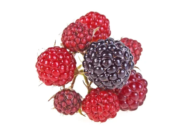 Blackberries on a white background — Stock Photo, Image