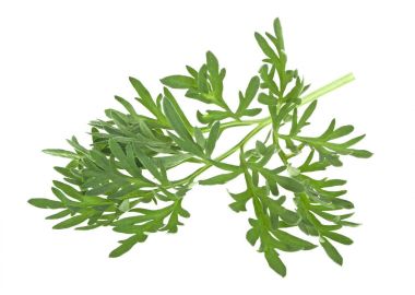 Beyaz bir arka plan üzerinde izole sagebrush fışkın