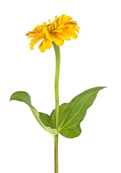 Bellissimo fiore zinnia giallo su sfondo bianco — Foto Stock