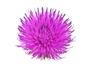 Beyaz bir arka plan üzerinde izole süt thistle çiçek