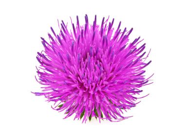 Milk thistle flower isolated on a white background clipart