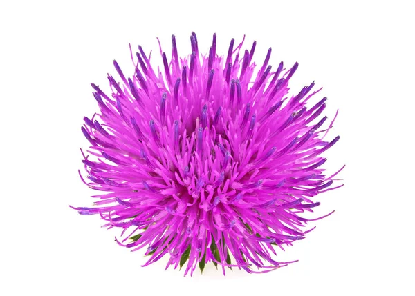 Beyaz bir arka plan üzerinde izole süt thistle çiçek