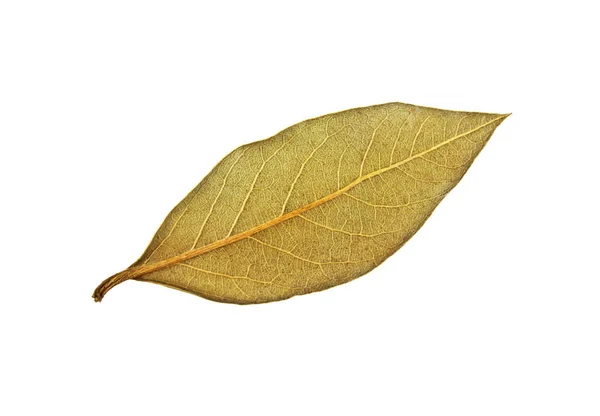 Beyaz bir arka plan üzerinde izole aromatik defne yaprağı — Stok fotoğraf