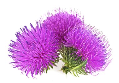 Beyaz bir arka plan üzerinde izole süt thistle (Silybum) çiçekler