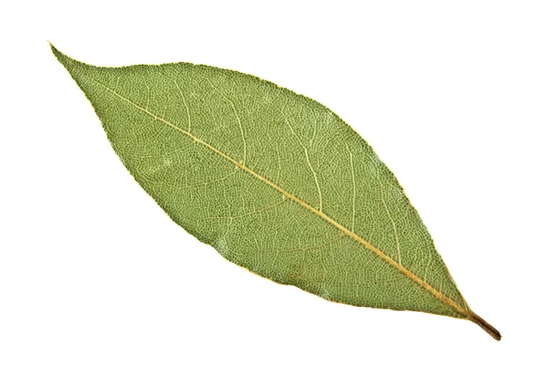 Αρωματικά φύλλα δάφνης απομονωθεί σε λευκό φόντο — Φωτογραφία Αρχείου