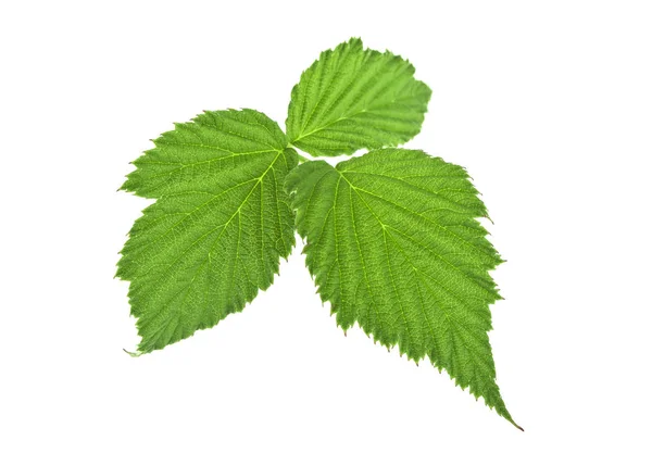 Feuilles de mûre isolées sur fond blanc — Photo