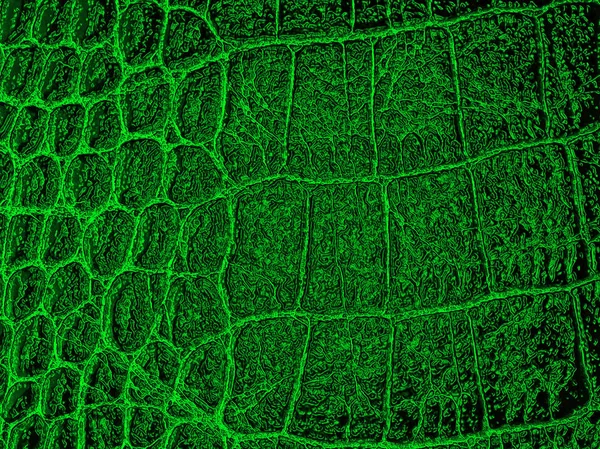 Green crocodile leather texture, as background. Stock Photo by  ©domnitsky.yar 267231640