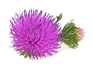 Deve dikeni çiçeği ve beyaz arka plan üzerinde izole bud