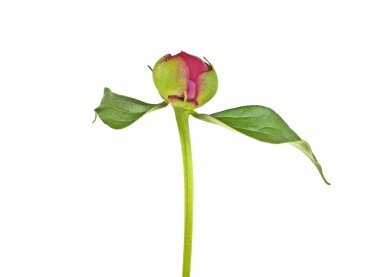 Şakayık çiçeği beyaz arka plan üzerinde izole bud