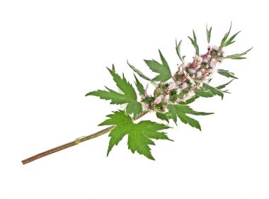 Motherwort plant over white background, close up clipart