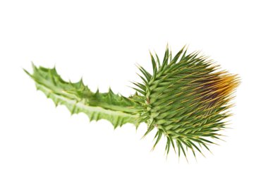 Beyaz arka plan üzerinde izole genç thistle çiçek