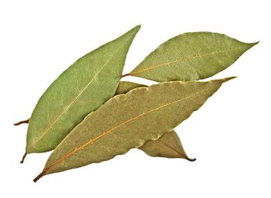 Akdeniz defnesi kuru yapraklar üzerinde beyaz bir arka plan