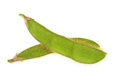 Yeşil soya fasulyesi. Beyaz bir arka plan üzerinde sebze tohumları.