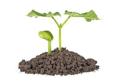 Beyaz arka plan üzerinde yerdeki genç bitkiler