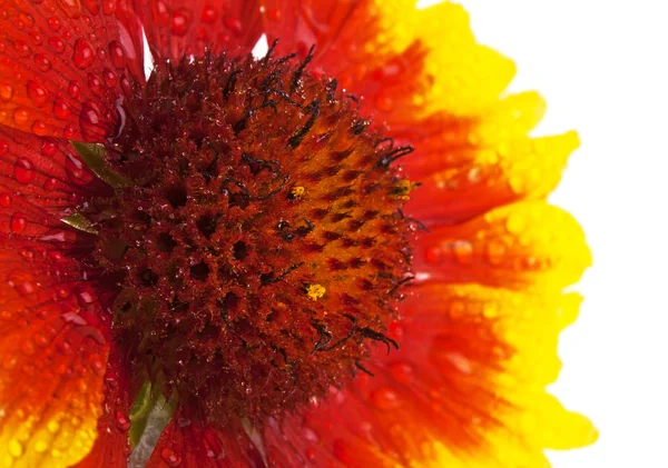 Flor con gotas de agua. Flor de Gaylardia sobre fondo blanco . —  Fotos de Stock